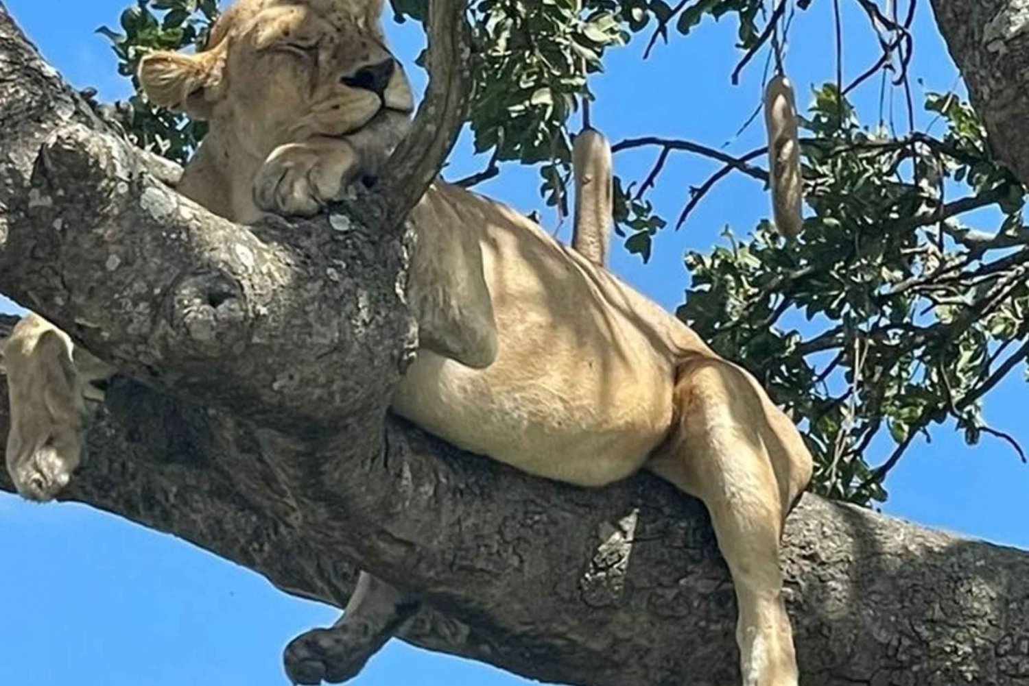 #1. beste Tarangire dagstur safari tur-ISMANI TOURS & SAFARI