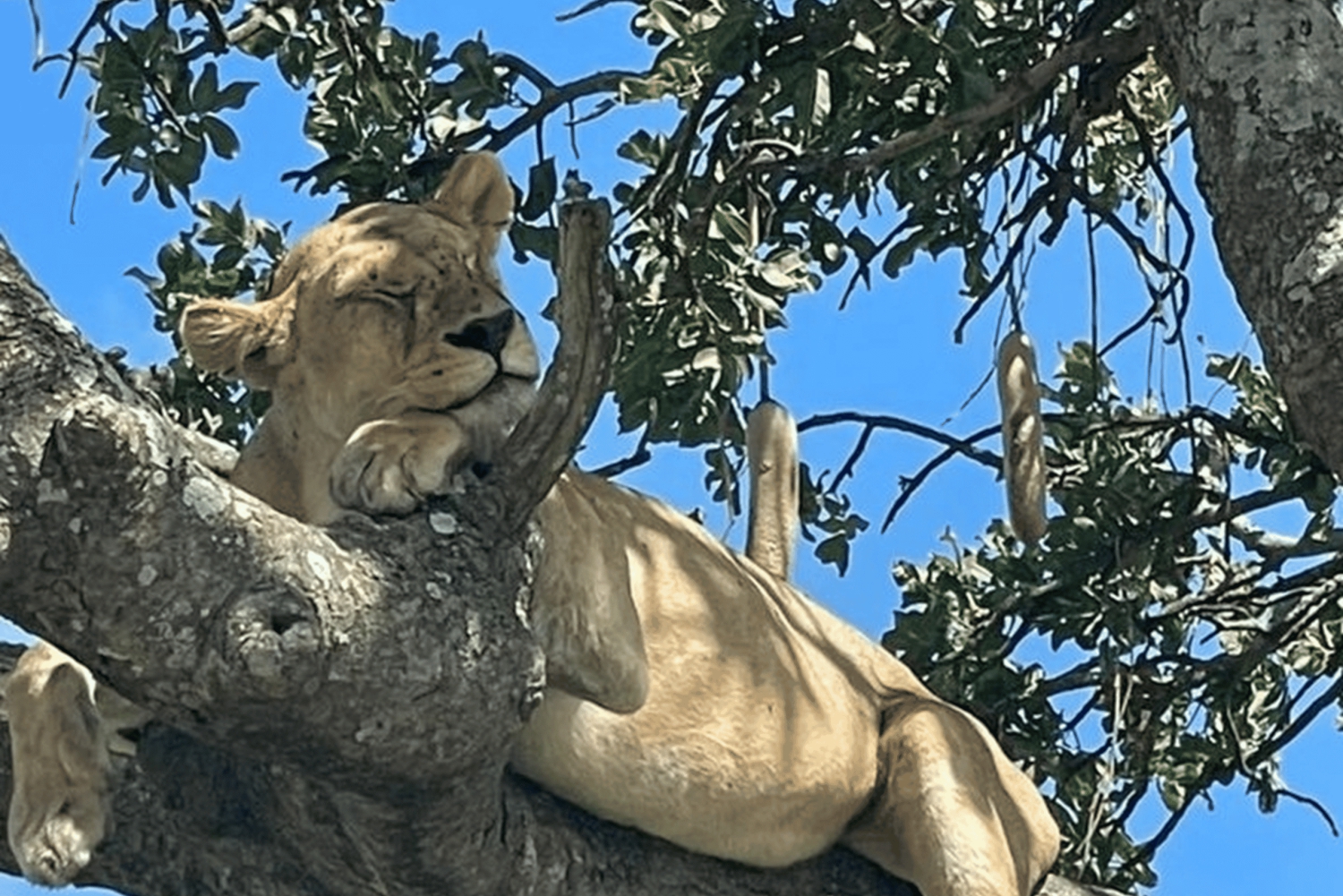 #1.Bästa Tarangire dagsutflykt Safari-tur-ISMANI TOURS & SAFARI