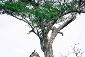 #1.Migliore escursione di 1 giorno Tarangire Safari tour-ISMANI TOURS & SAFARI