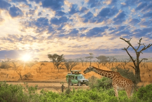 #1. beste Tarangire dagstur safari tur-ISMANI TOURS & SAFARI