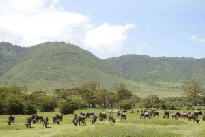 Bästa 1-dagars ngorongoro krater speciell big 5-Tanzania safari