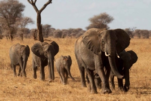 Bästa 1-dagars ngorongoro krater speciell big 5-Tanzania safari