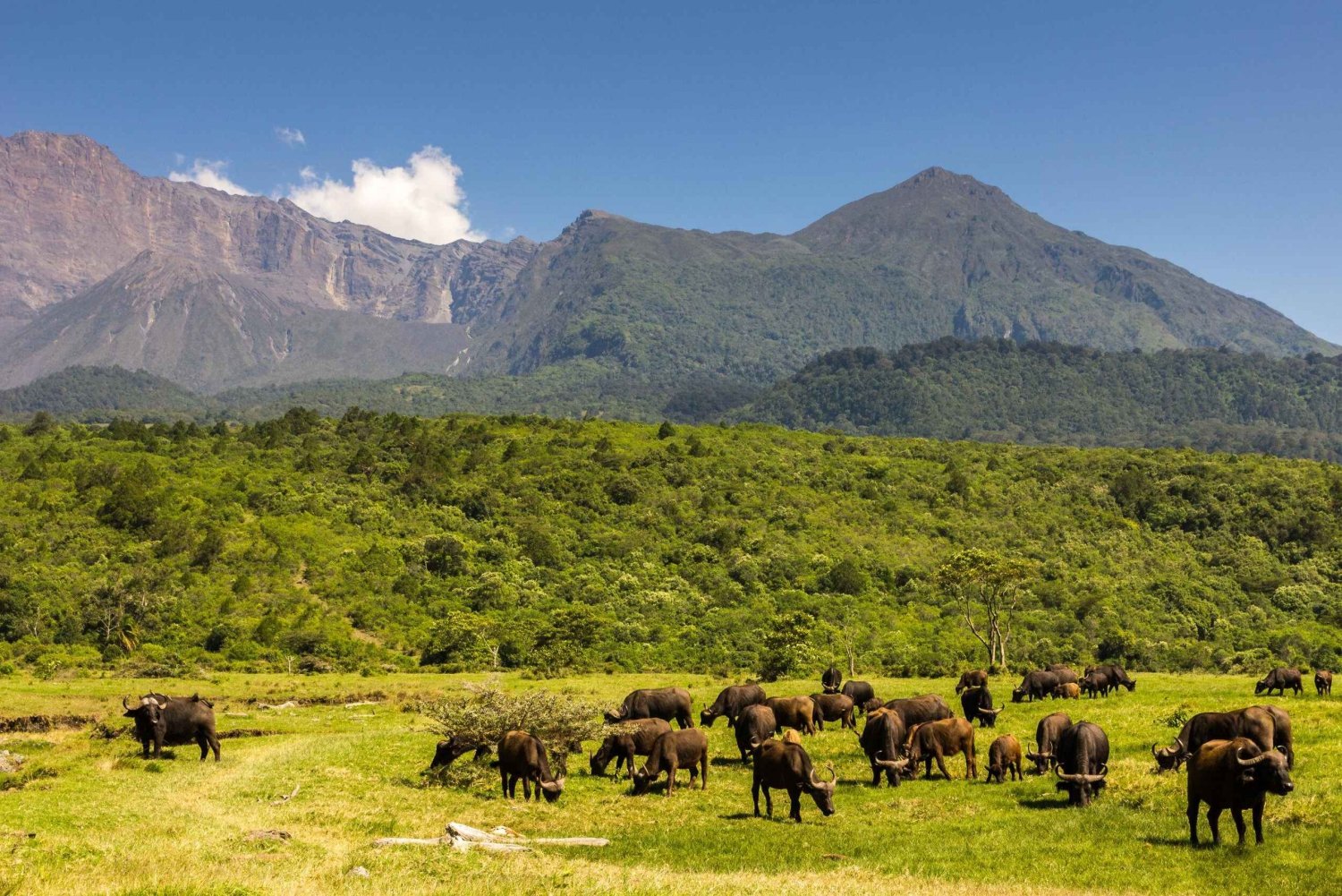 1-Day: Flying Safari from Zanzibar to Mikumi