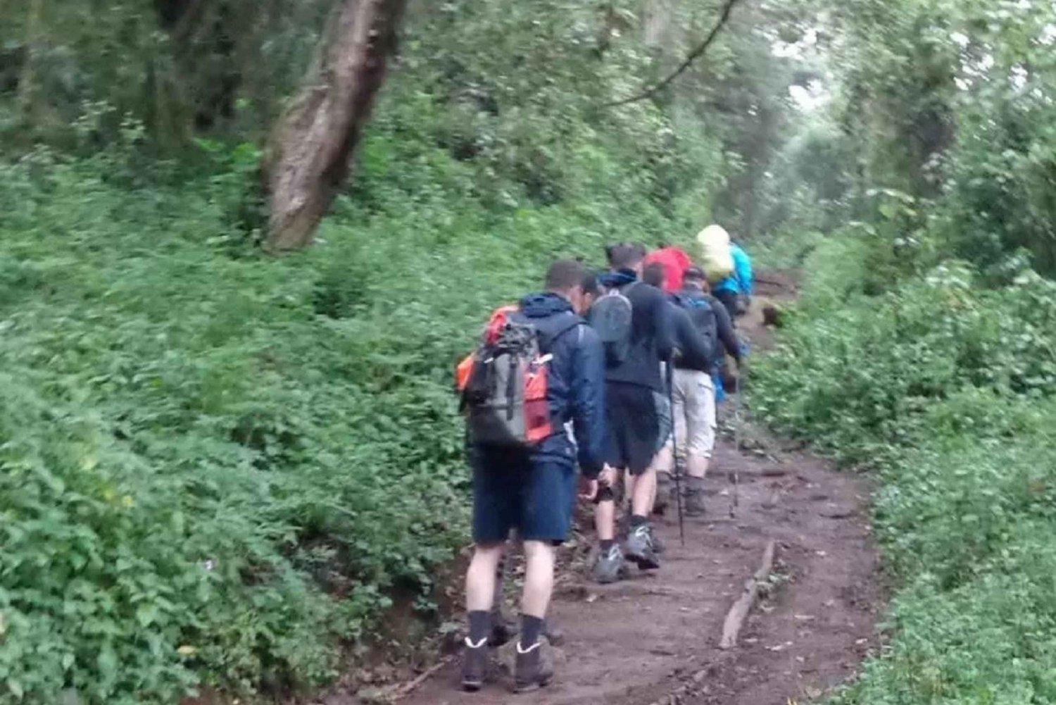 1 giorno di scalata del Kilimangiaro sull'altopiano di Shira