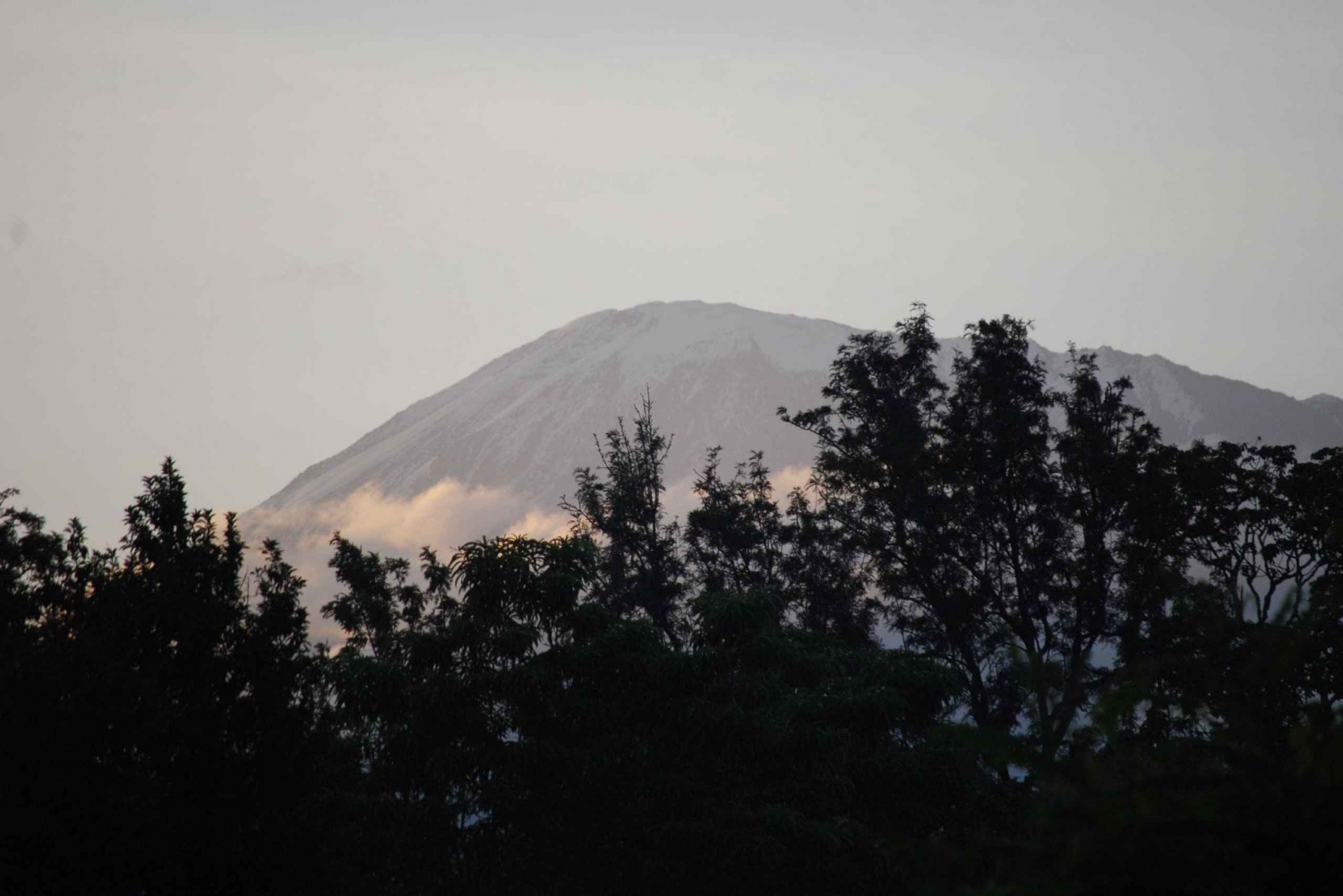 1-dagars Kilimanjaro vandring till Mandara Hut