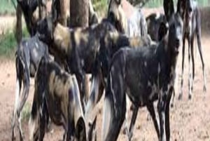 1-DAY MEMORABLE SAFARI AT MOSHI TO ARUSHA NATIONAL PARK