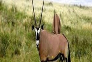 1-DAY MEMORABLE SAFARI AT MOSHI TO ARUSHA NATIONAL PARK