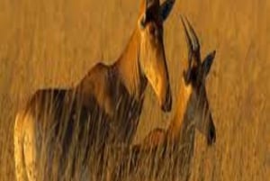 1-DAY MEMORABLE SAFARI AT MOSHI TO ARUSHA NATIONAL PARK