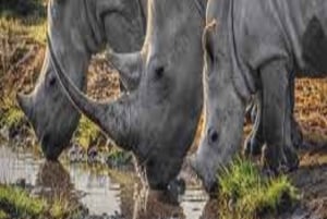1-DAY MEMORABLE SAFARI AT MOSHI TO ARUSHA NATIONAL PARK