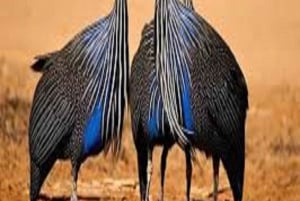 1-DAY MEMORABLE SAFARI AT MOSHI TO ARUSHA NATIONAL PARK