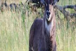 1-DAY MEMORABLE SAFARI AT MOSHI TO ARUSHA NATIONAL PARK