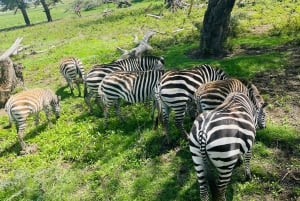 1-dniowe safari z grupą w kraterze Ngorongoro