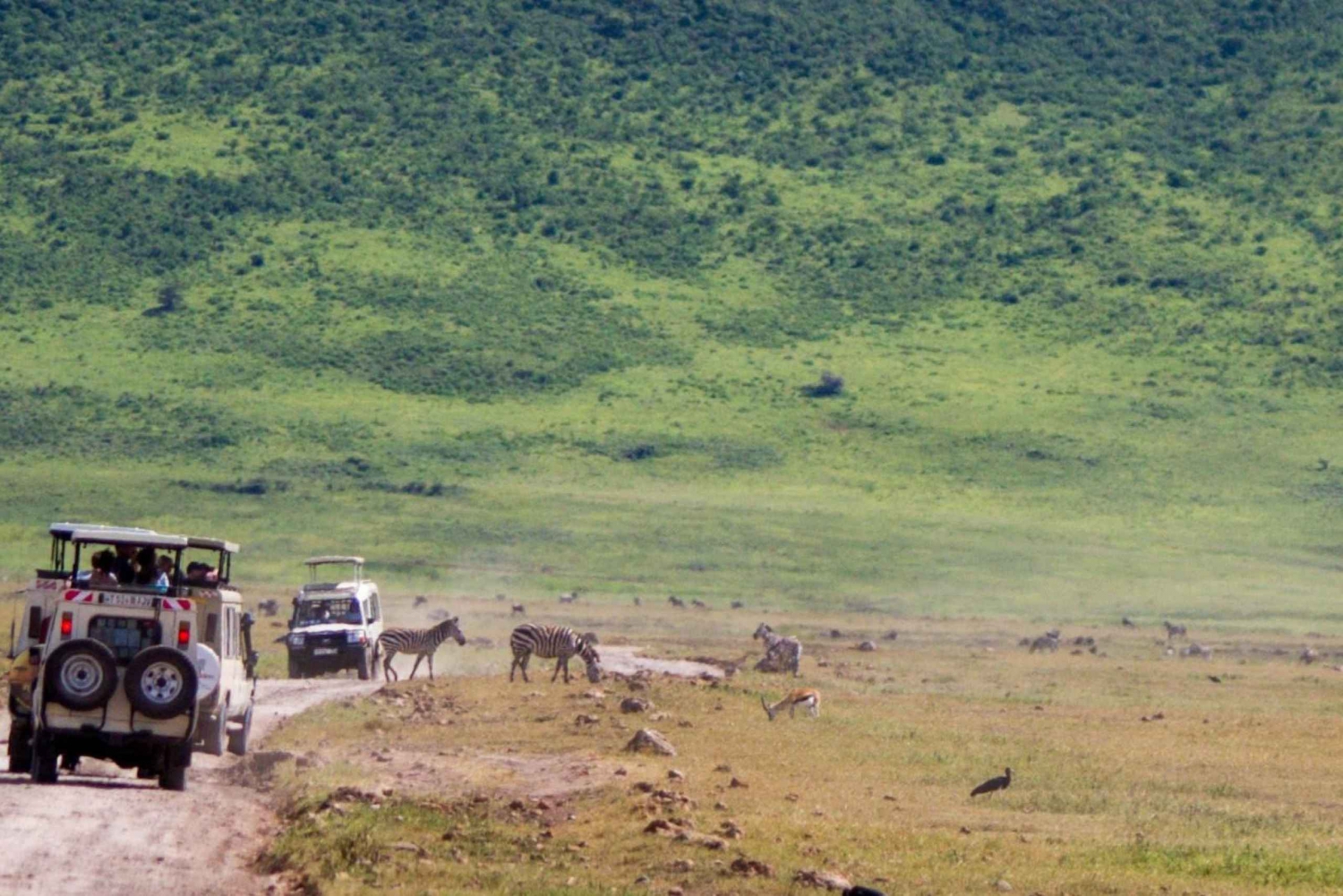1 Day Ngorongoro Crater Safari