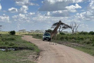 Fra Zanzibar: Guidet safari i Mikumi nasjonalpark