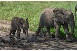 Vanuit Zanzibar: Mikumi Nationaal Park begeleide safari