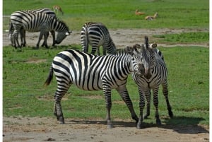 Från Zanzibar: Guidad safari i nationalparken Mikumi