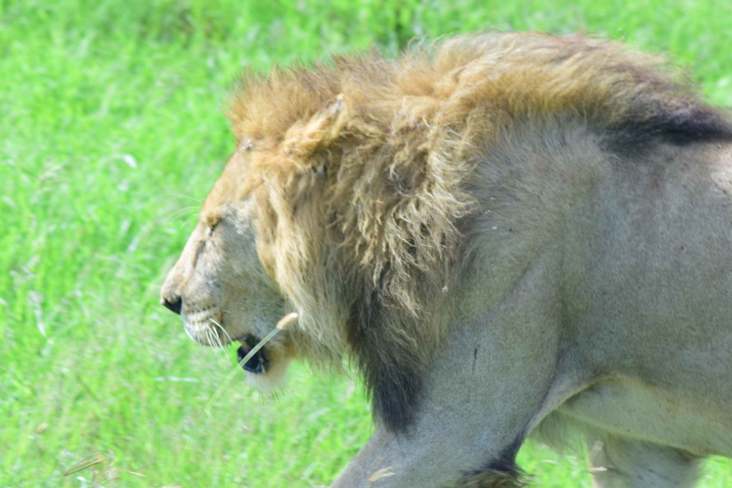 1 päivä Tansanian safari Ngorongoron kraatteriin