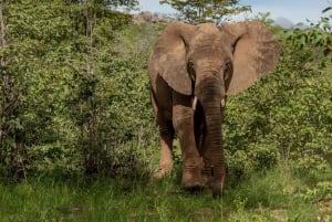 1 dags safari i Tanzania till Ngorongorokratern