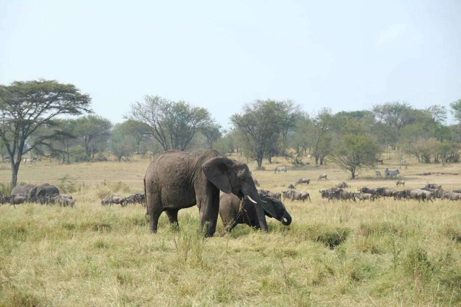 タランギレ1日旅行をお楽しみください