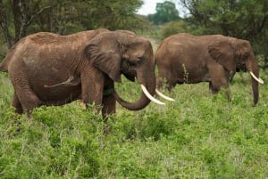Dagtrip Lake Manyara National Park