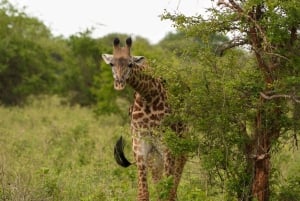 Dagtrip Lake Manyara National Park