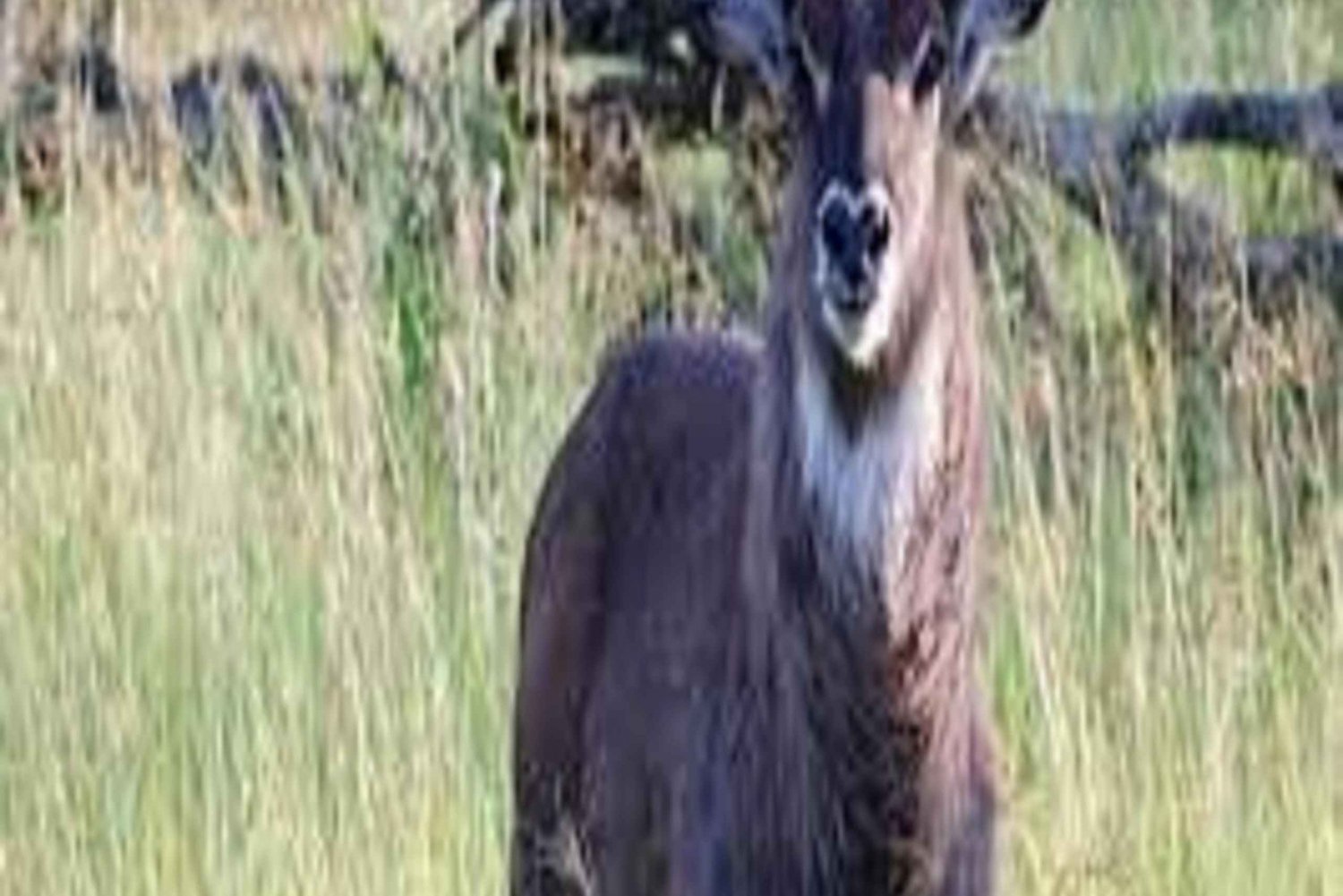 #Tagestour Mkomazi National Park Tansania Big Safari