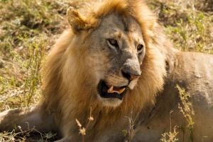 1 Tagestour Tarangire-Nationalpark
