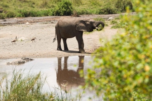 1 Tagestour Tarangire-Nationalpark