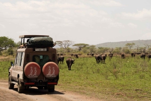 1 Tagestour Tarangire-Nationalpark