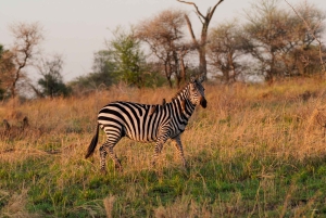 1 Tagestour Tarangire-Nationalpark