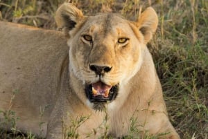 1 Tagestour Tarangire-Nationalpark