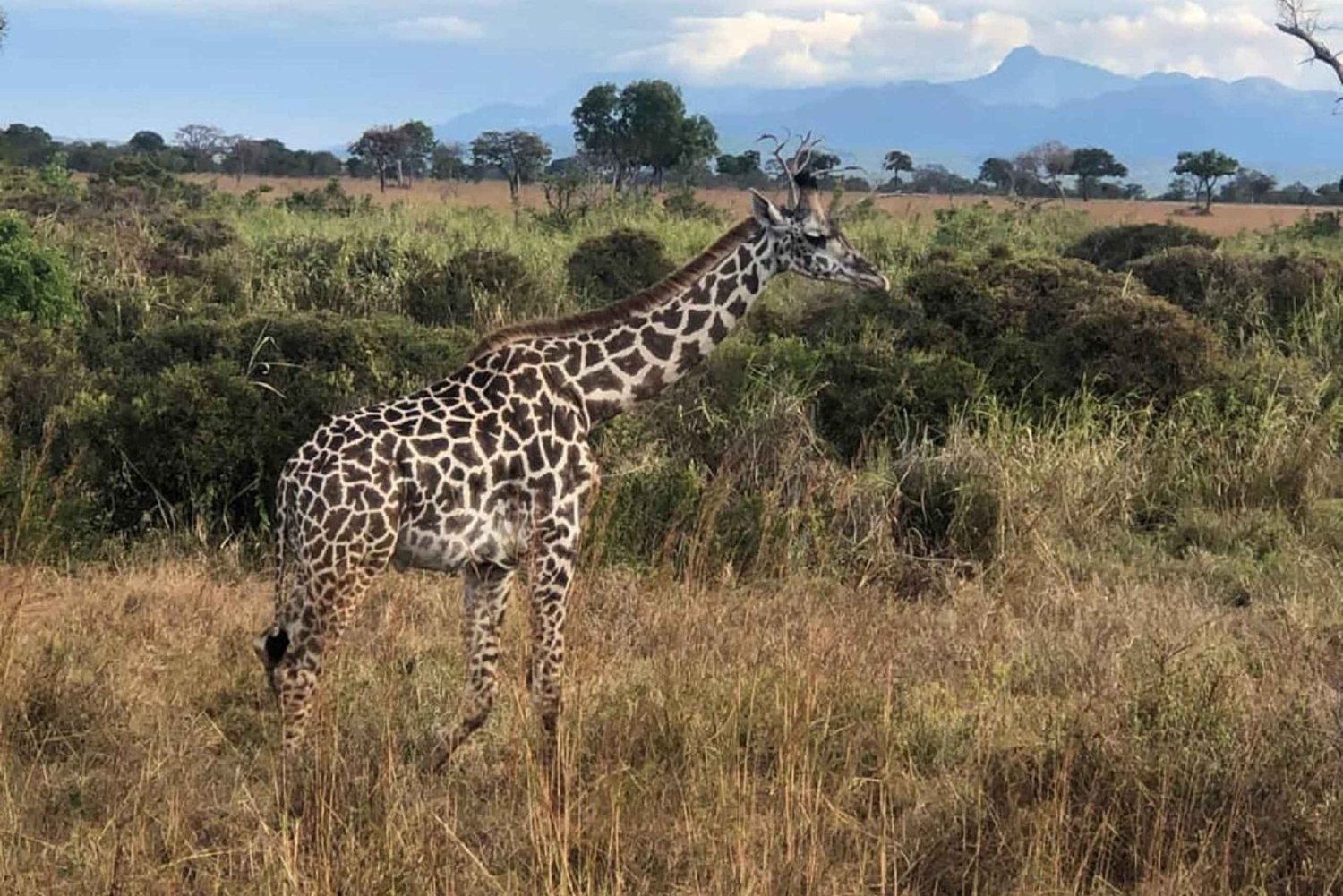 10 dias e 9 noites: o melhor dos safaris de luxo na Tanzânia