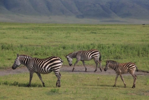10 dias e 9 noites: o melhor dos safaris de luxo na Tanzânia