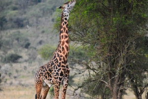 From Arusha: 10-Day Tanzania Highlights Private Tour
