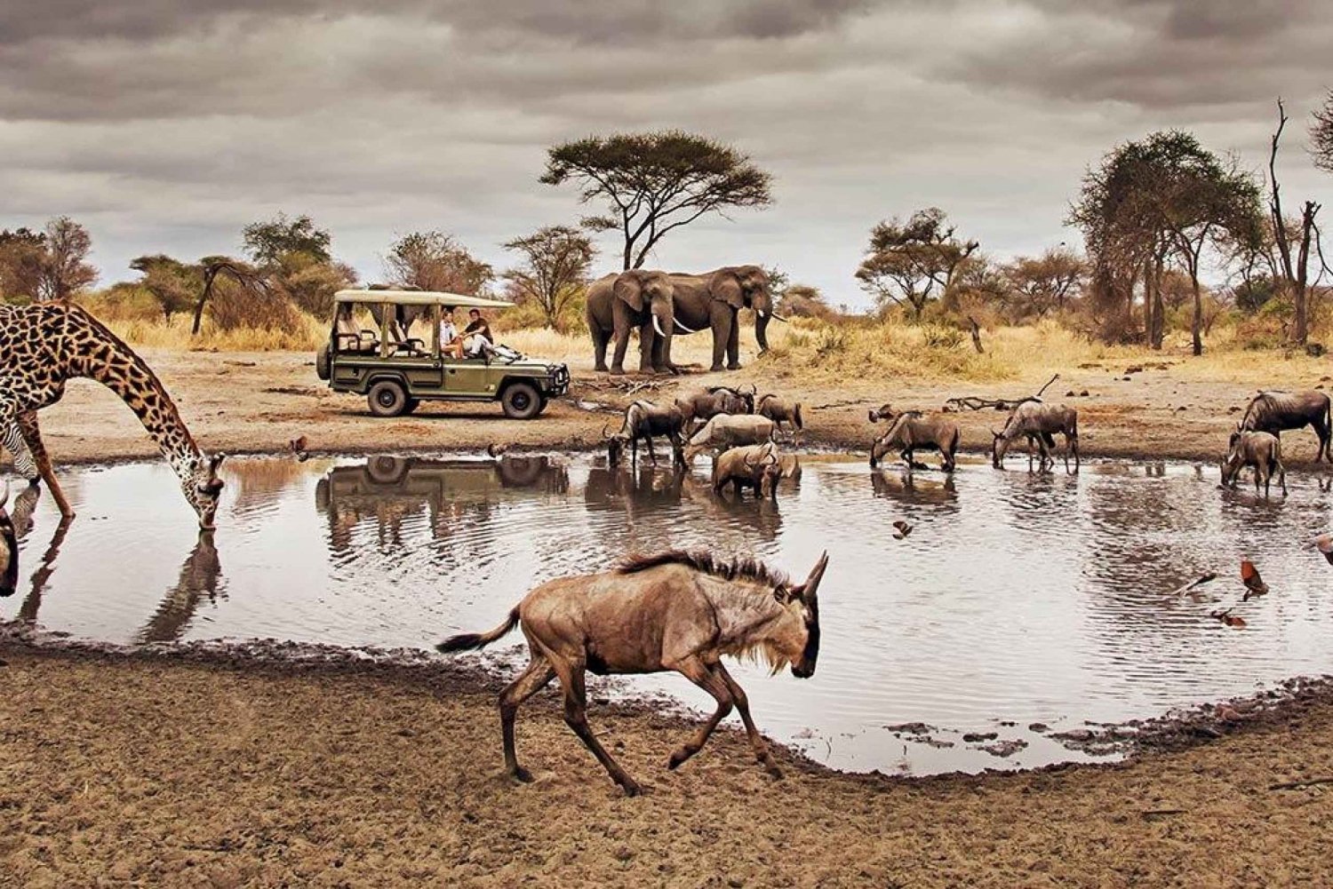 11 dages dyrelivssafari i Kenya og Tanzania på 4x4Landcruiser