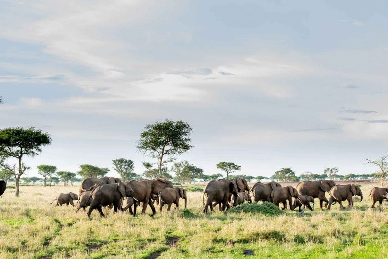 ケニアとタンザニアのベスト サイ サファリ 12 日間 in Tanzania