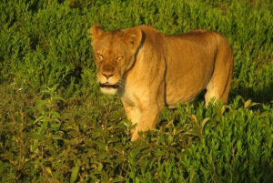 12 days safari around mt Kilimanjaro off the beaten track