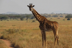 12 days safari around mt Kilimanjaro off the beaten track