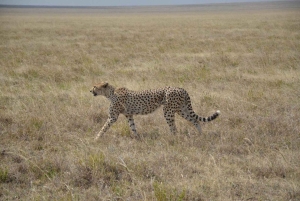12 Days Tanzania Adventure: Safari, Culture & Mountains