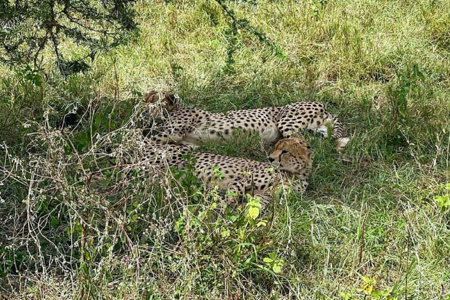 13 Days Ultimate Tanzania Wildlife Safari Tour