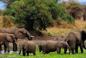 14-päiväinen Kilimanjaro Trek & Safari Serengetissä ja Ngorongorossa