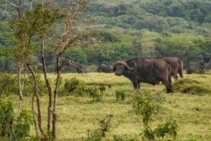 14-päiväinen Kilimanjaro Trek & Safari Serengetissä ja Ngorongorossa