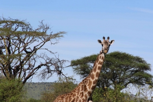 14-Day Luxury All-Inclusive Epic Safari & Zanzibar
