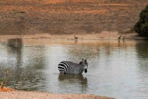 1Day Safari Tour Tarangire nasjonalpark Bli med i gruppen