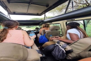 1-dags safaritur Tarangire National Park Deltag i gruppe