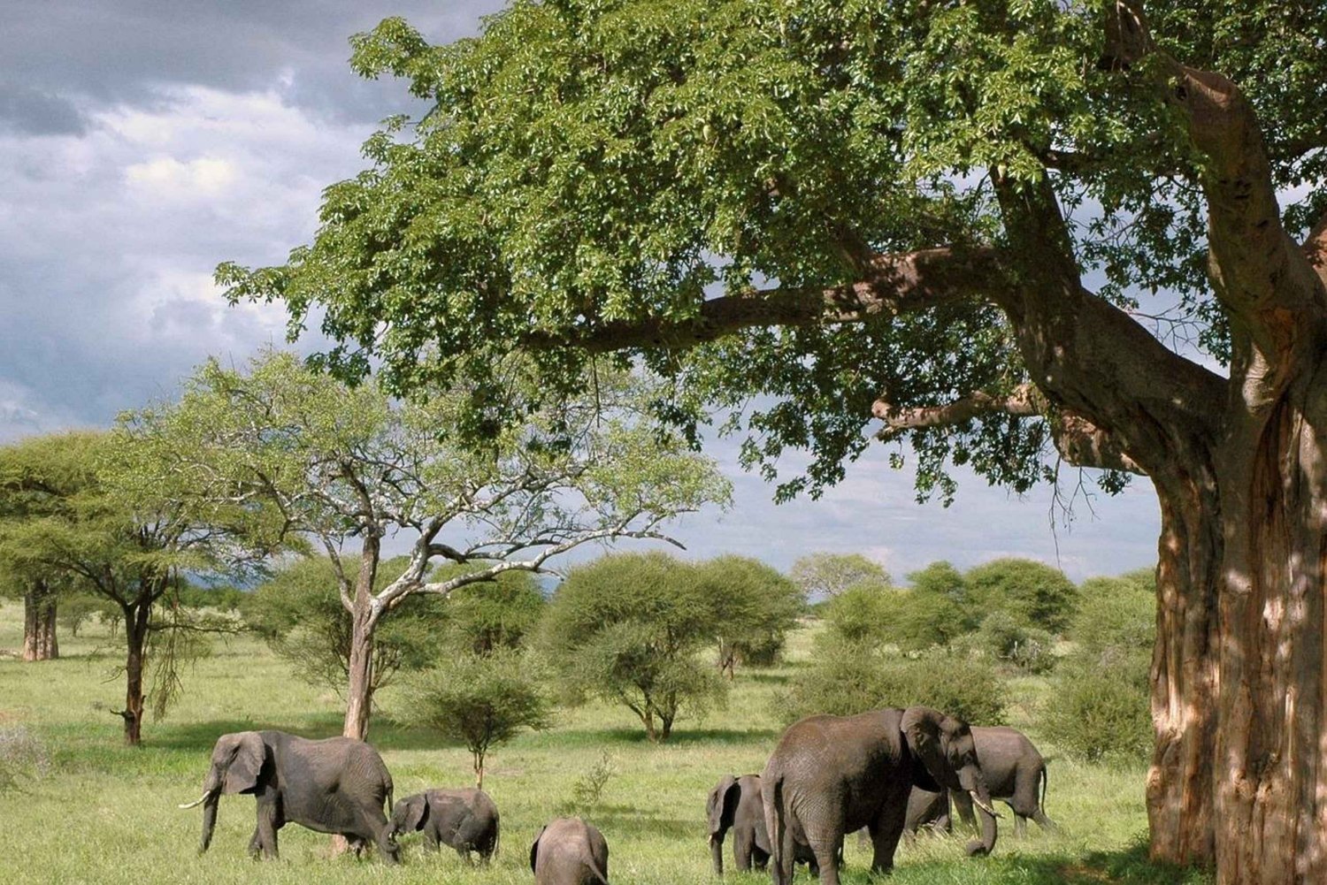 2-dagers 1-natts tur til Tarangire Park & Like Manyara fra Zanzibar