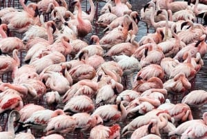 Safari de 2 jours à la découverte des merveilles naturelles de l'Afrique