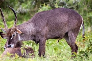 Safari de 2 jours à la découverte des merveilles naturelles de l'Afrique