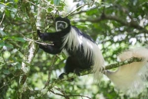 Safari de 2 jours à la découverte des merveilles naturelles de l'Afrique