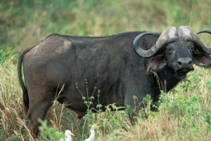 Safari de 2 jours à la découverte des merveilles naturelles de l'Afrique